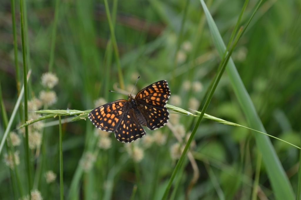 Melitaea da determinare